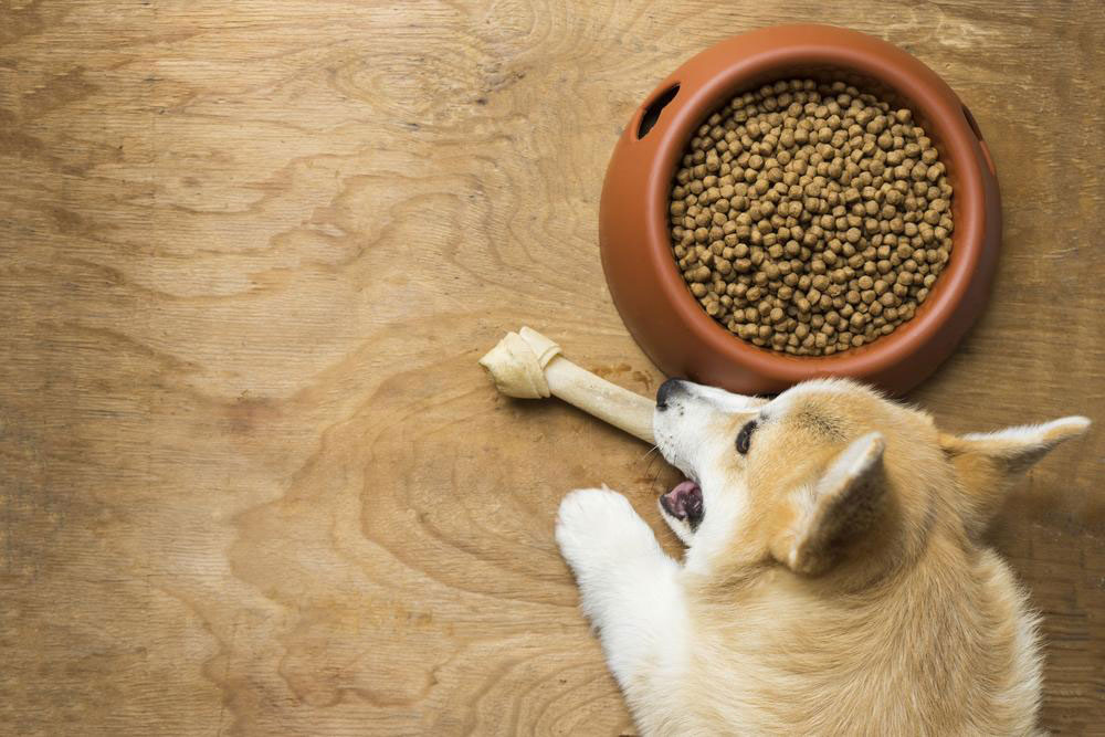 3 best dog foods for sensitive stomach