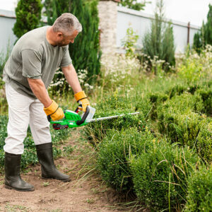 Lawn care services – what you need to know