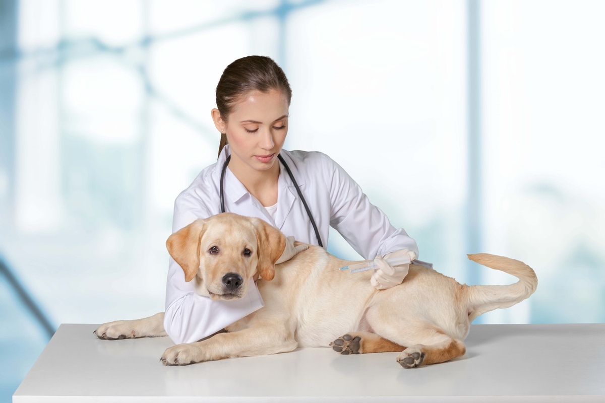 Exploring Online Pet Care Services in the Bahamas
